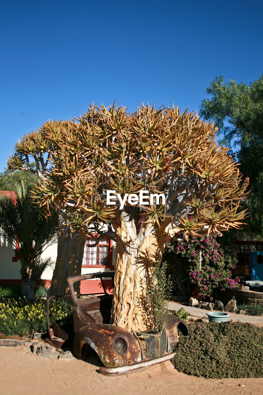 PLANTS AND TREES BY BUILDING AGAINST CLEAR SKY