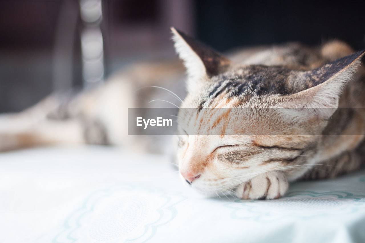 Close-up of cat sleeping on table at home