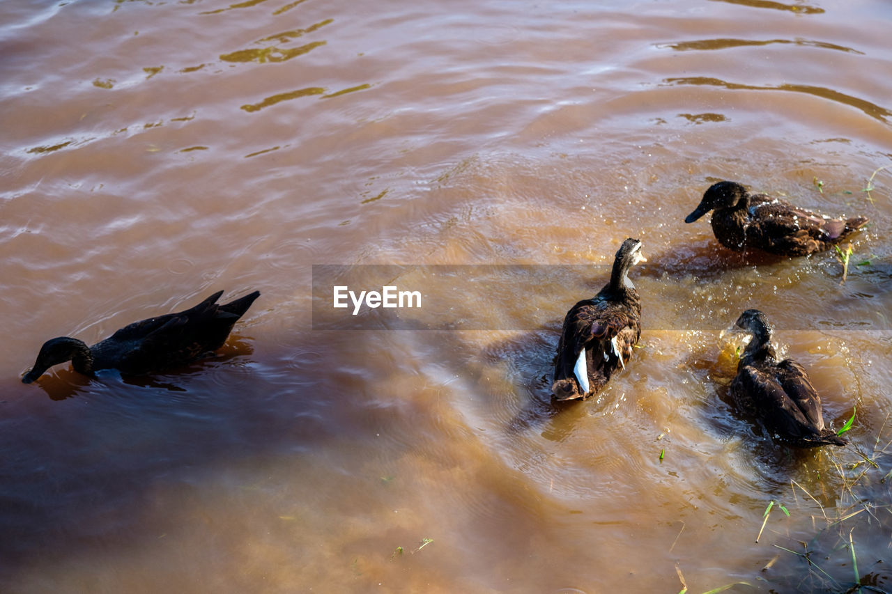 HIGH ANGLE VIEW OF DUCKS SWIMMING ON LAKE