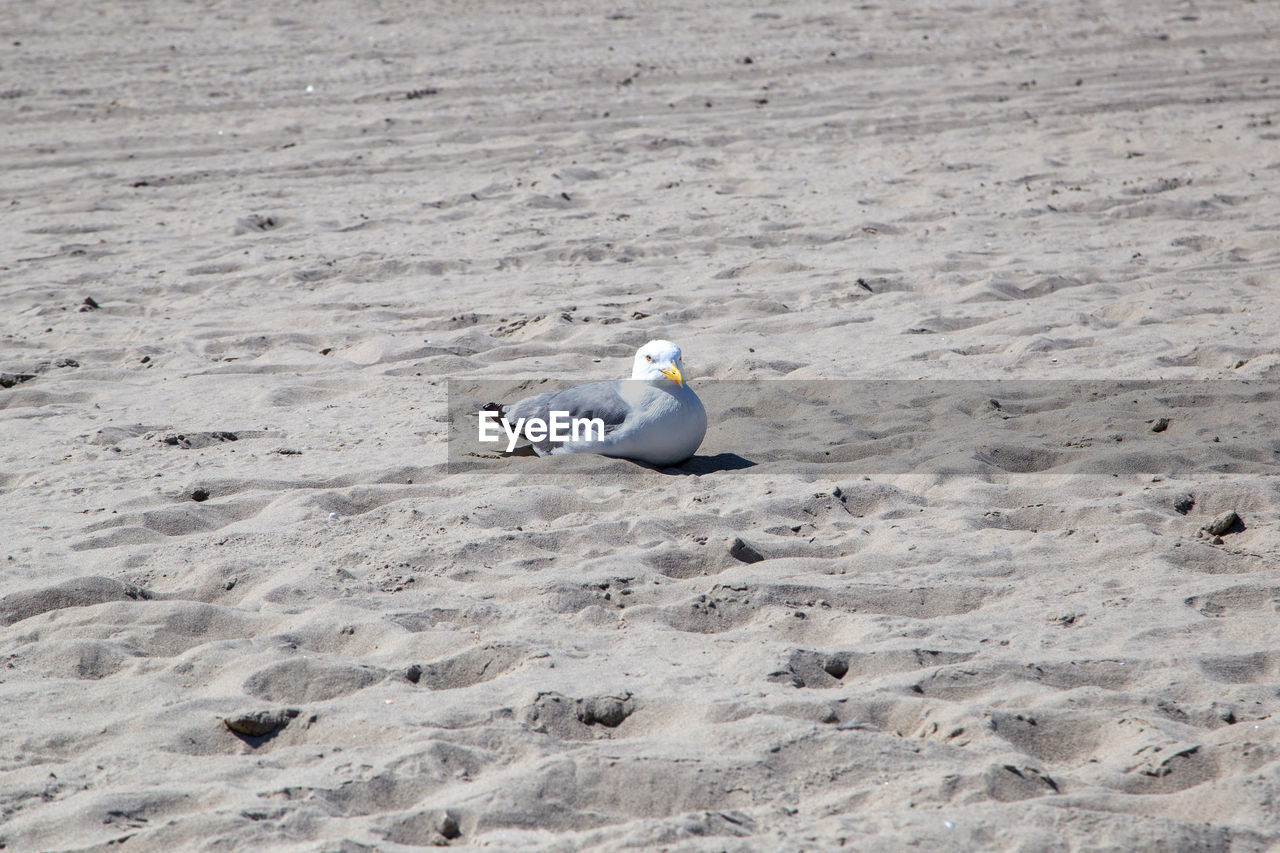 HIGH ANGLE VIEW OF SEAGULL AT BEACH