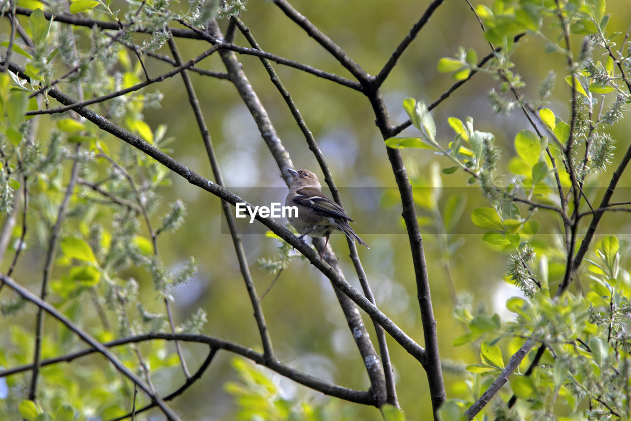 plant, branch, tree, green, animal, animal themes, animal wildlife, nature, leaf, bird, wildlife, one animal, no people, flower, focus on foreground, sunlight, perching, beauty in nature, outdoors, growth, twig, day, plant part, grass, yellow