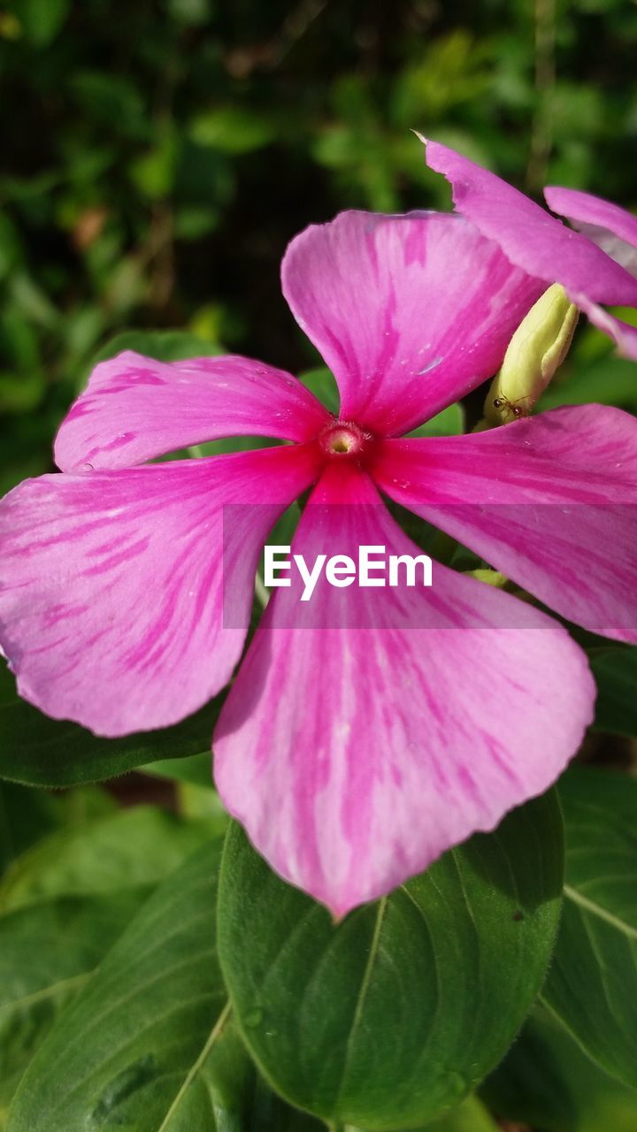 Close-up of periwinkle blooming outdoors