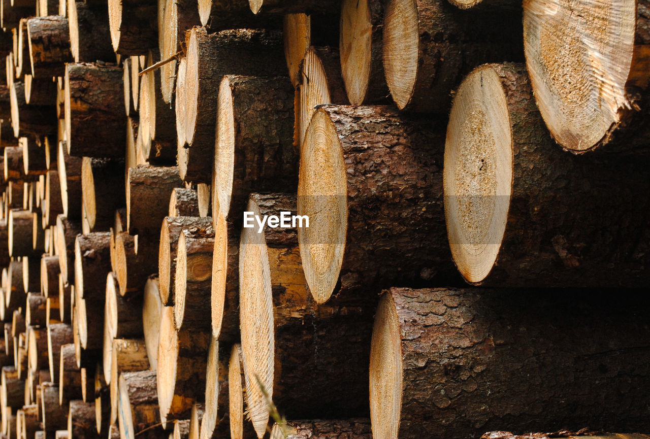 Full frame shot of wooden logs in forest