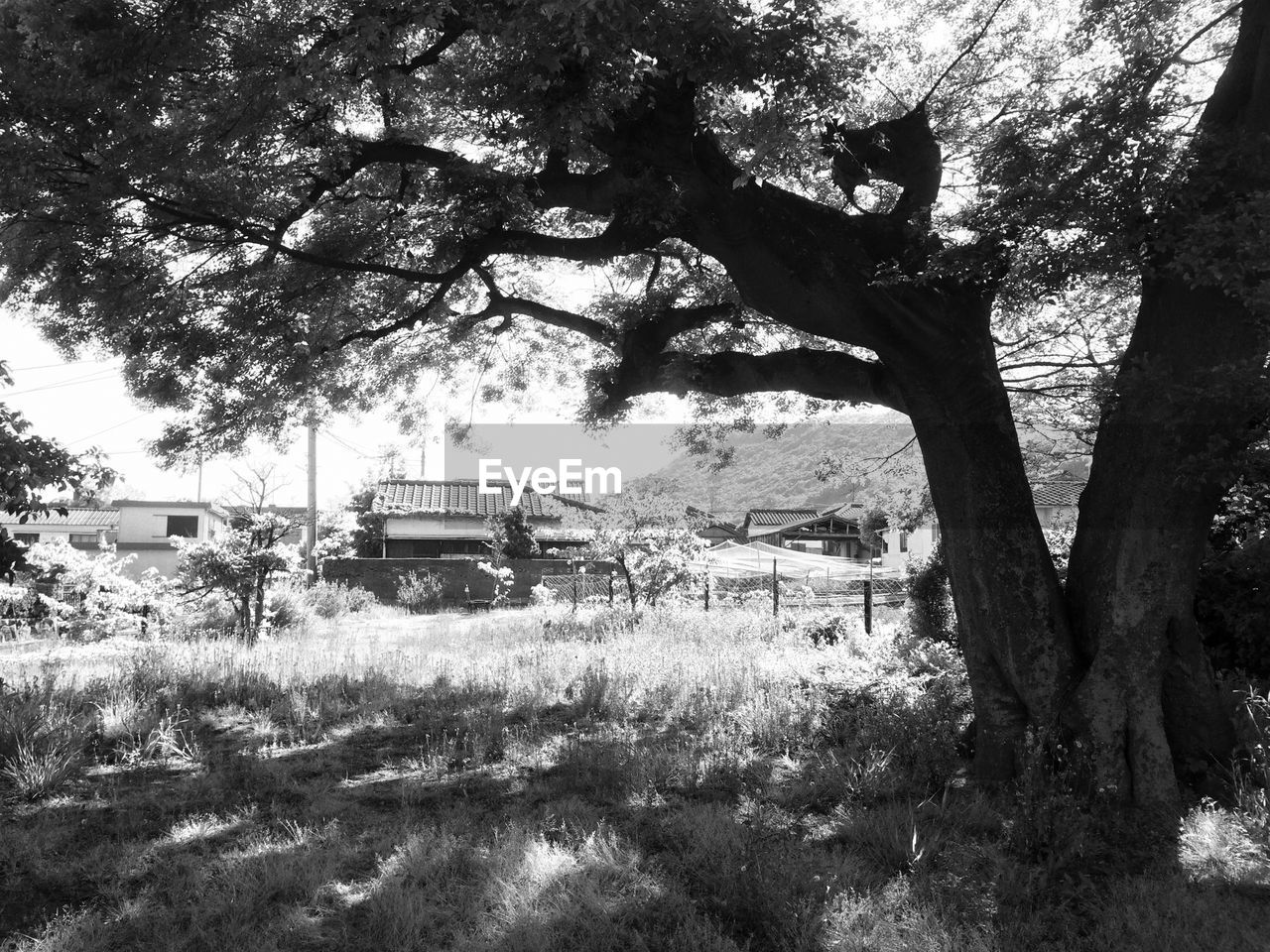 CLOSE-UP OF TREE AGAINST SKY