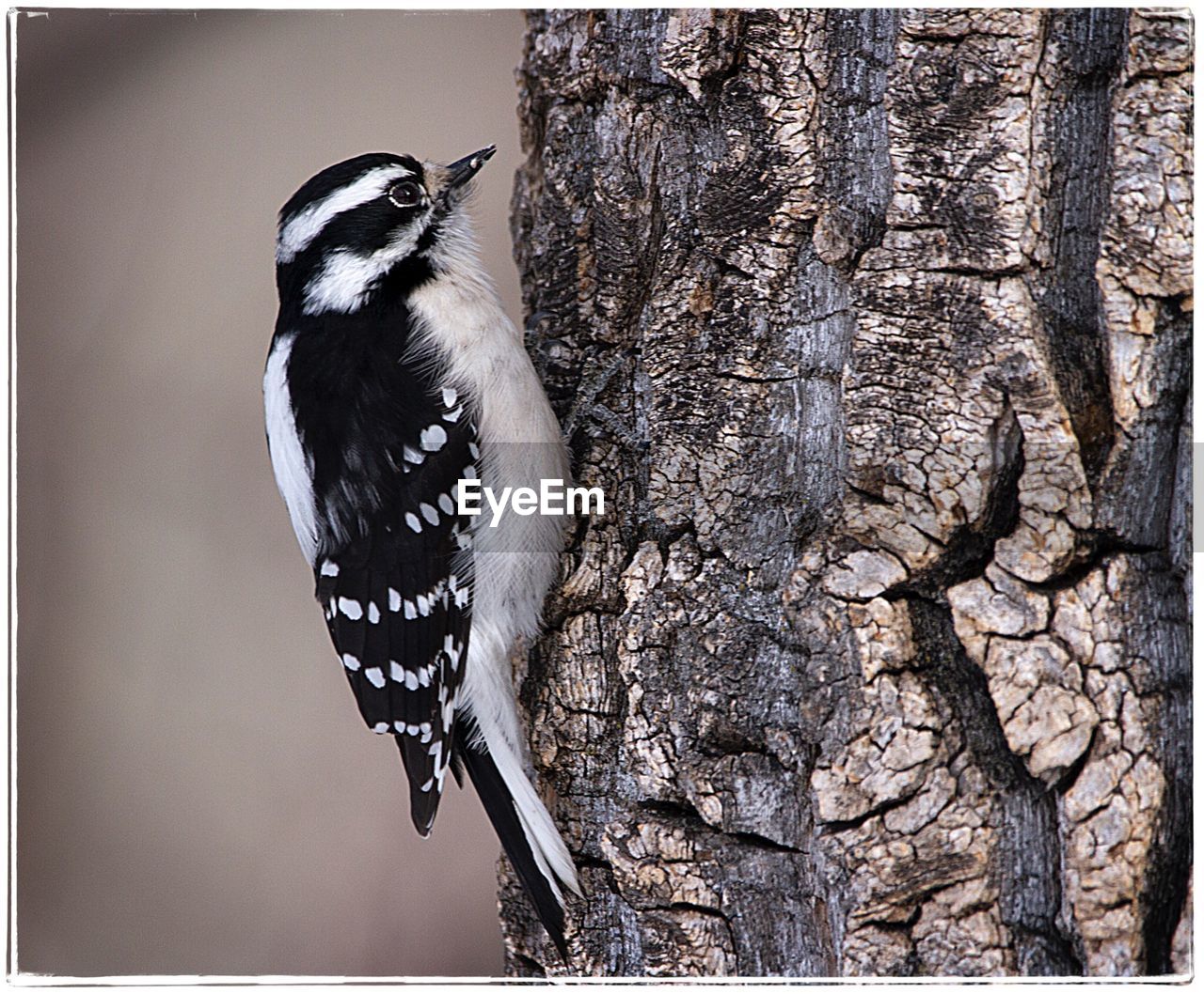 CLOSE-UP OF SPARROW PERCHING ON TREE