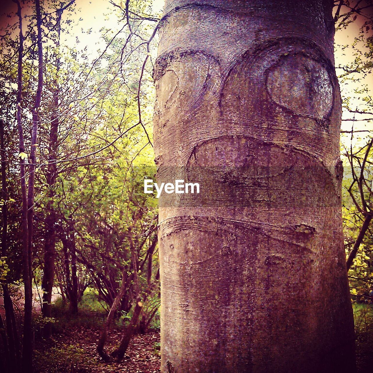 CLOSE-UP OF TREE TRUNK IN A ROW