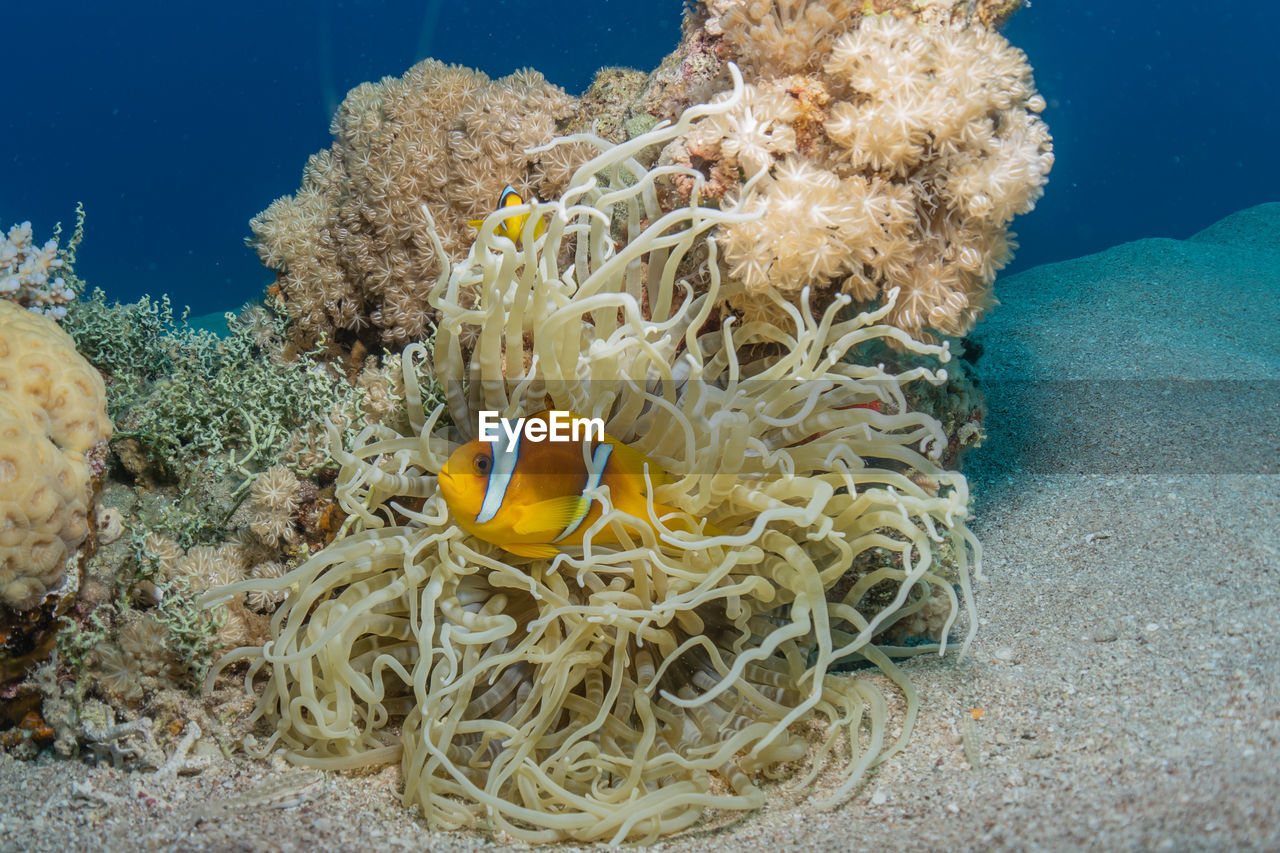 FISH SWIMMING UNDERWATER