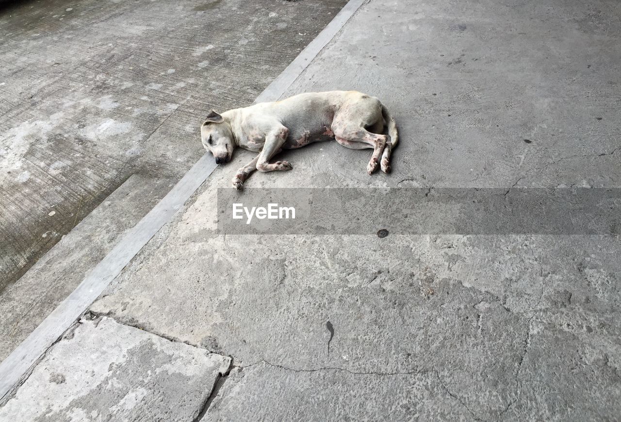 High angle view of dog sleeping on footpath