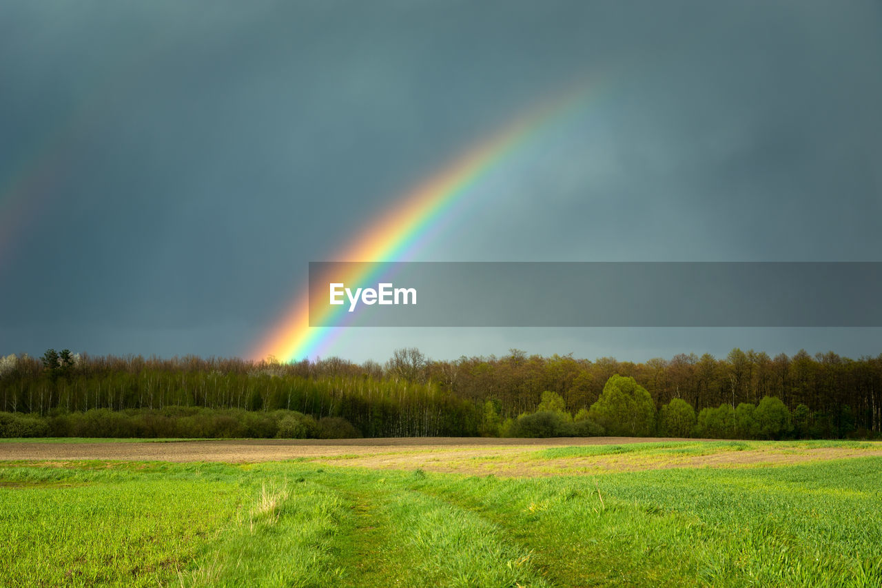 Rainbow over the forest and green meadow