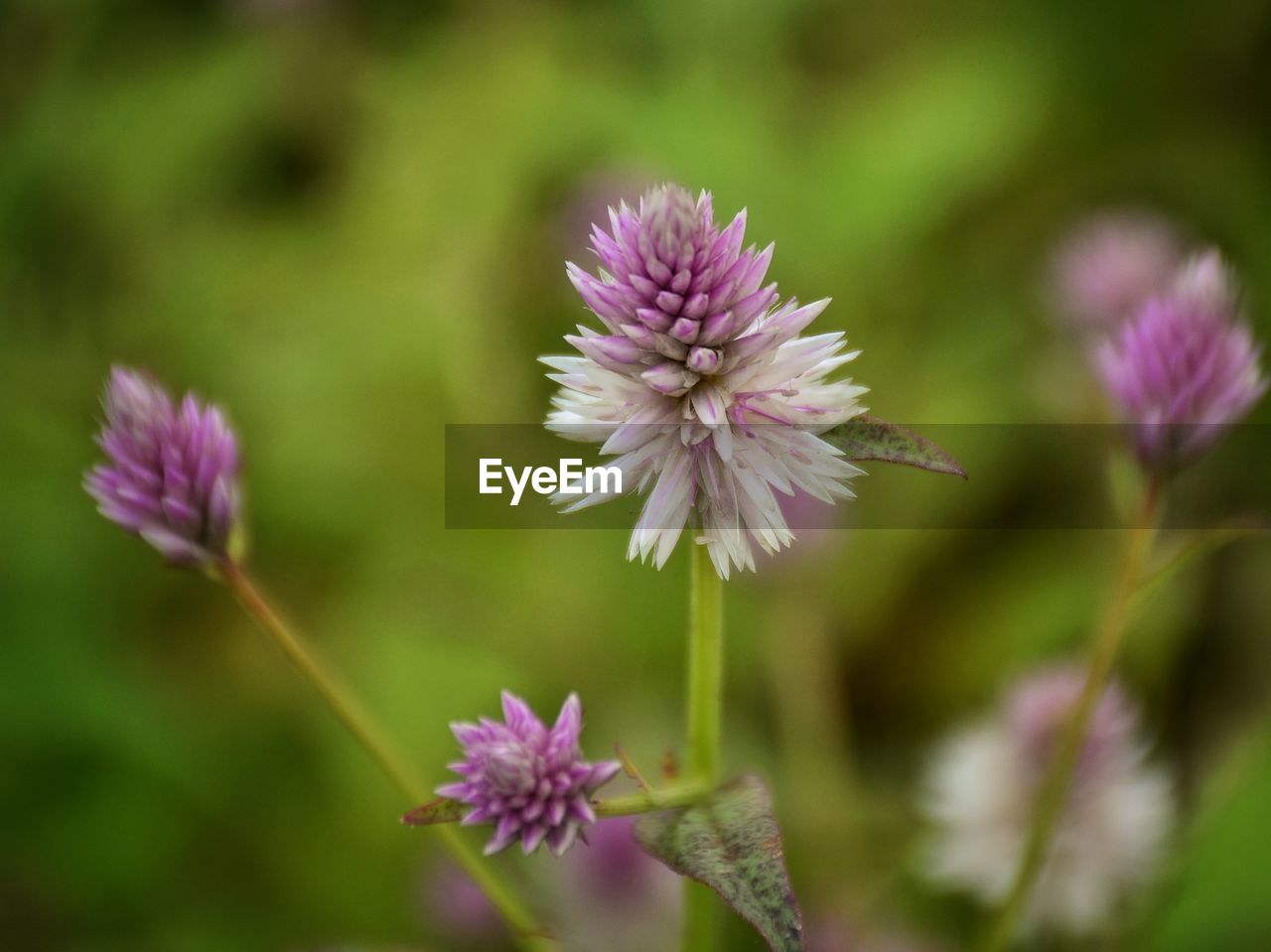 CLOSE-UP OF PURPLE THISTLE FLOWERS