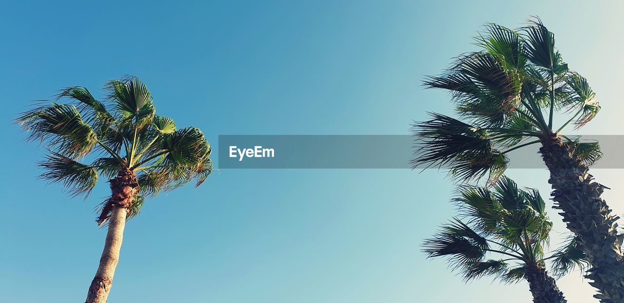 Low angle view of coconut palm tree against clear blue sky