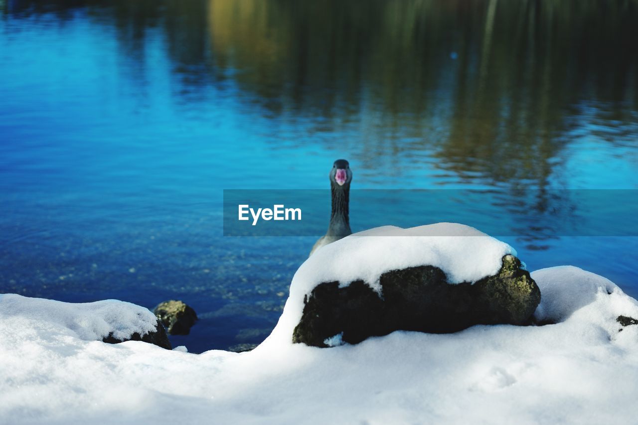 VIEW OF LAKE WITH TREES IN BACKGROUND