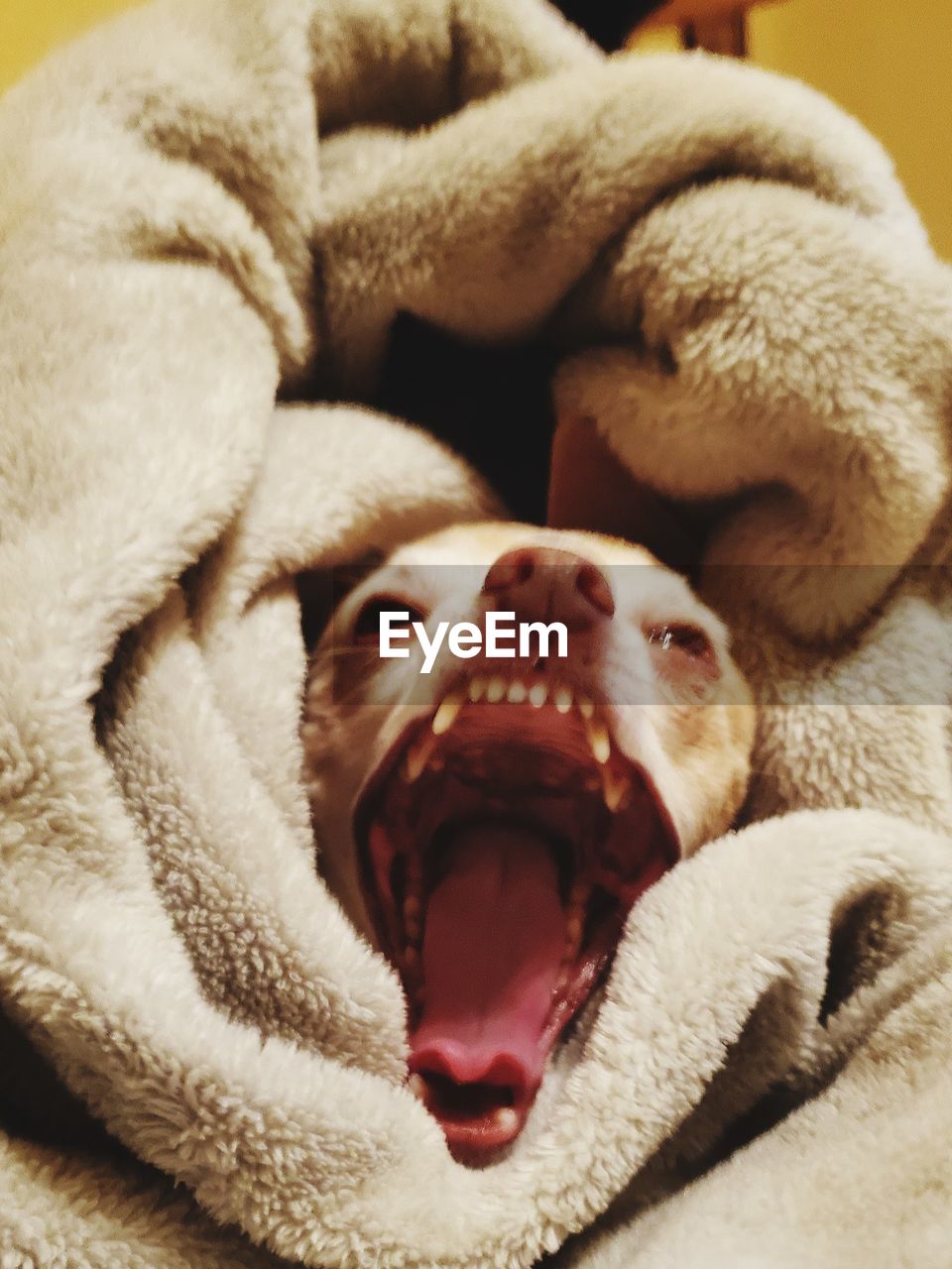 CLOSE-UP OF A DOG RESTING IN A BLANKET