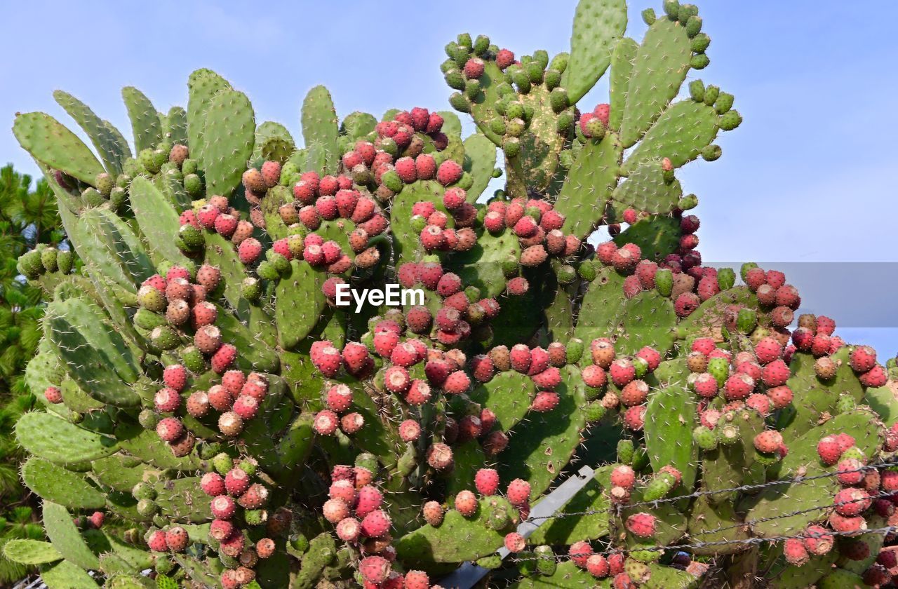 Low angle view of fruits growing on plant against sky