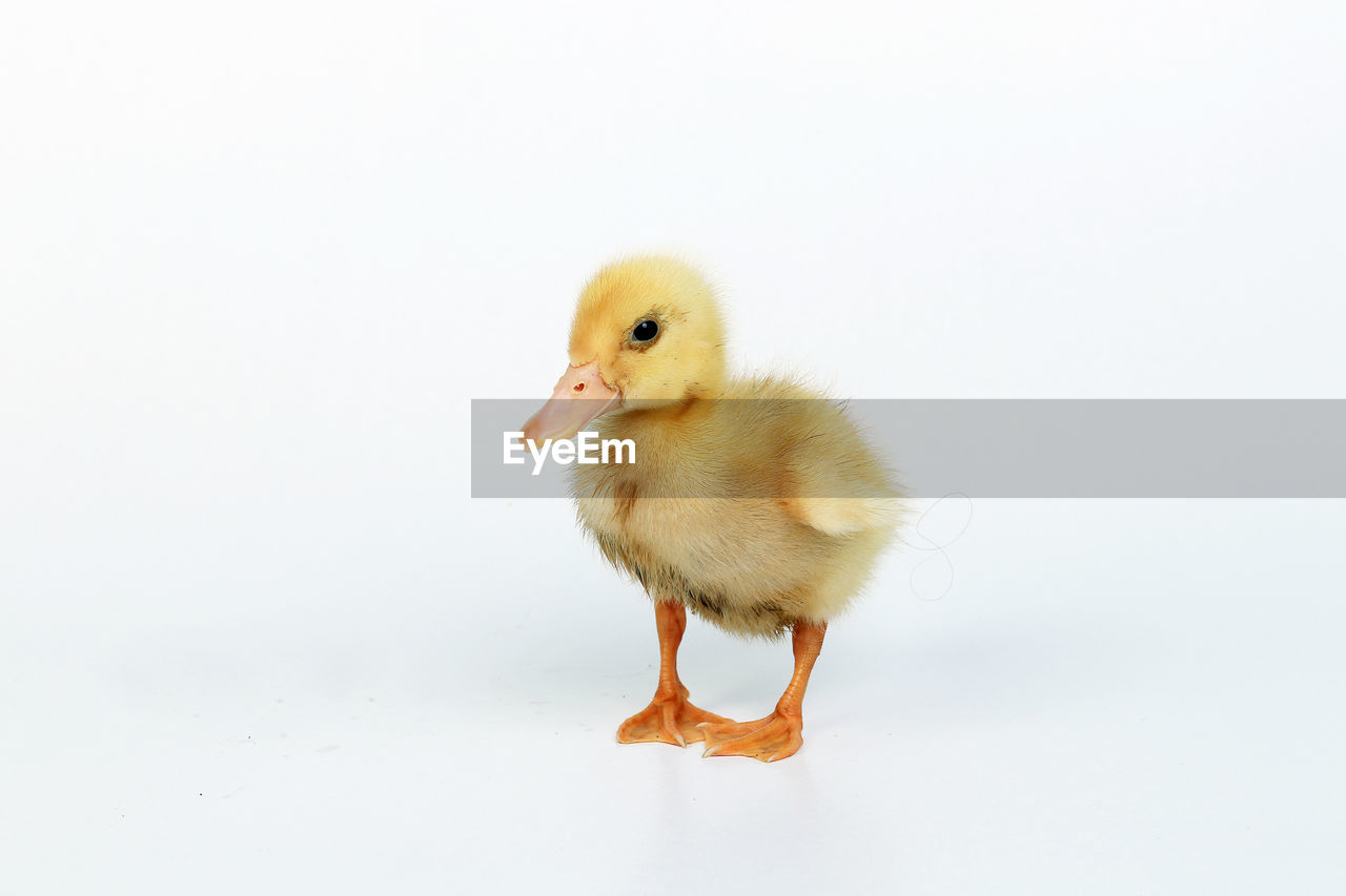 Ducklings in white background, can be cut for the purpose of photo books, illustrations and others