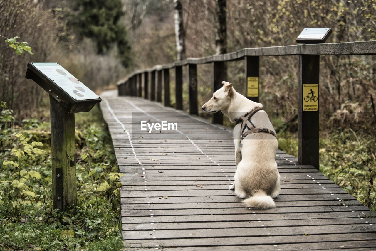 DOG SITTING ON WOODEN RAILING