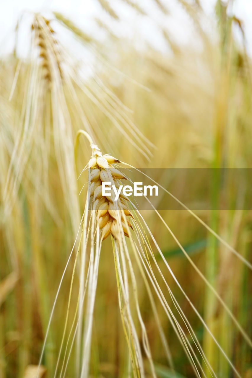 close-up of wheat growing in field