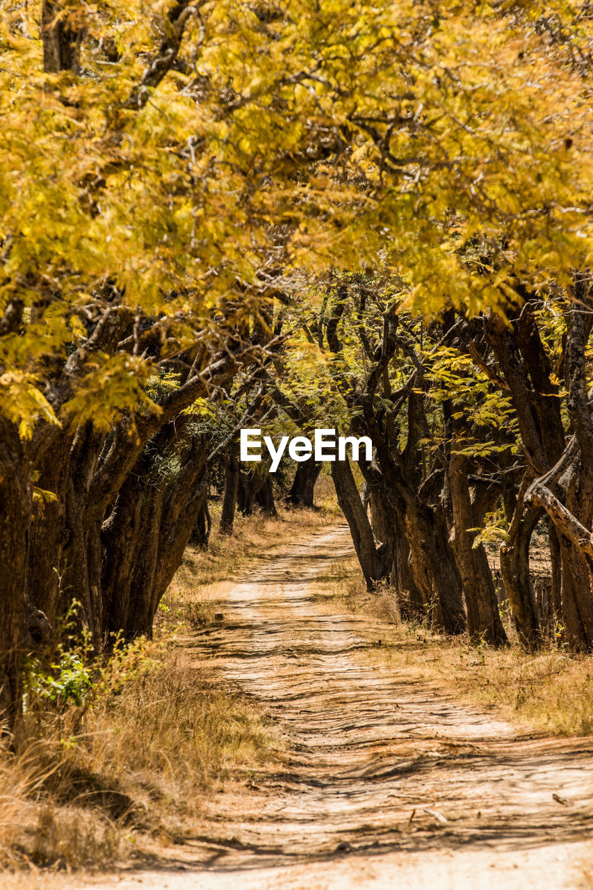 Trees in a field