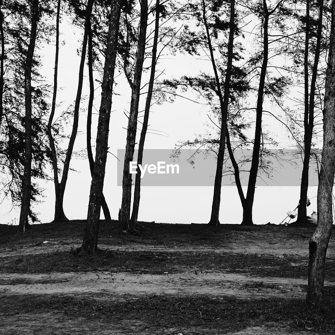 BARE TREES ON LANDSCAPE