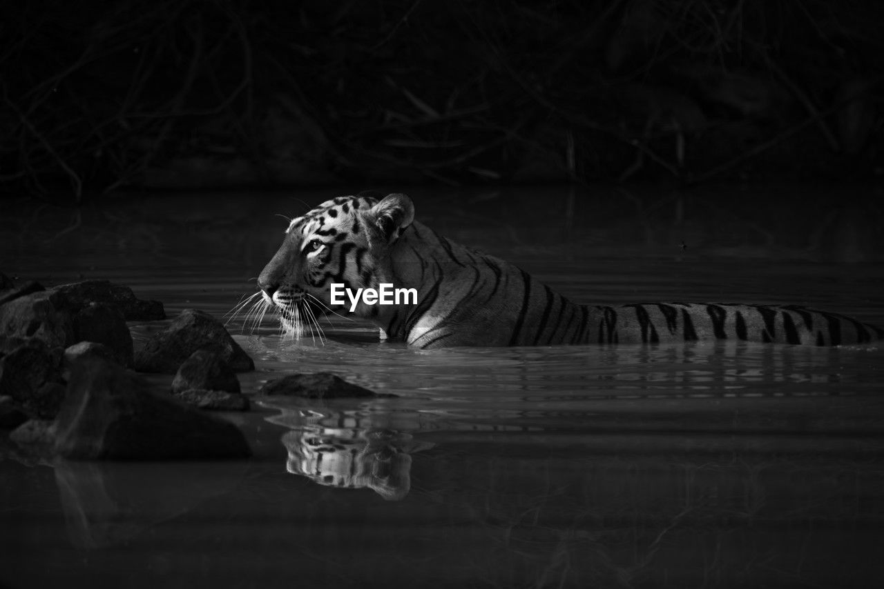 high angle view of tiger in water