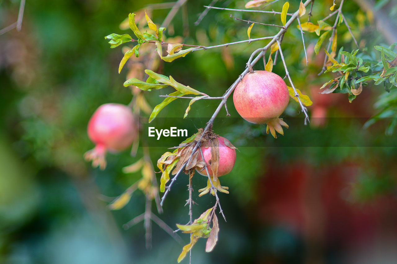 CLOSE-UP OF BERRIES ON TREE