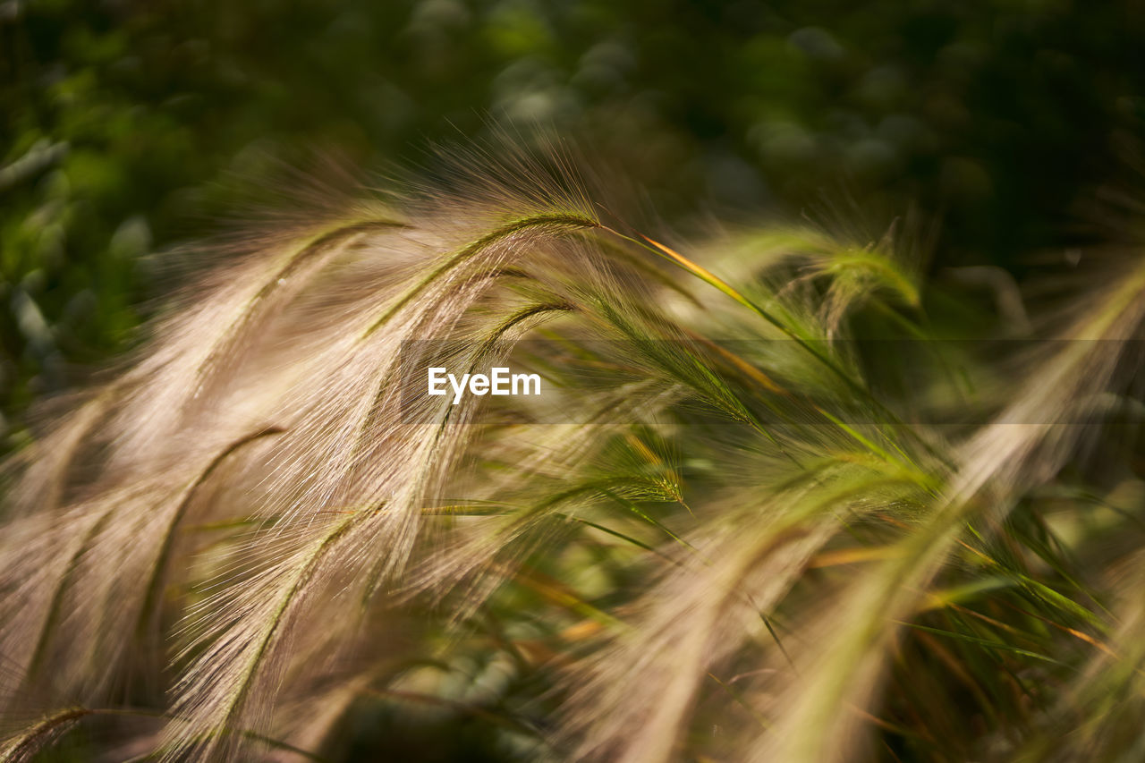 CLOSE-UP OF STALKS ON FIELD