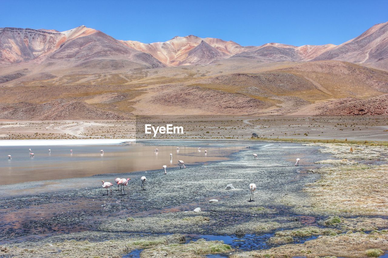 Flamingos on lakeshore against mountain at salar de uyuni