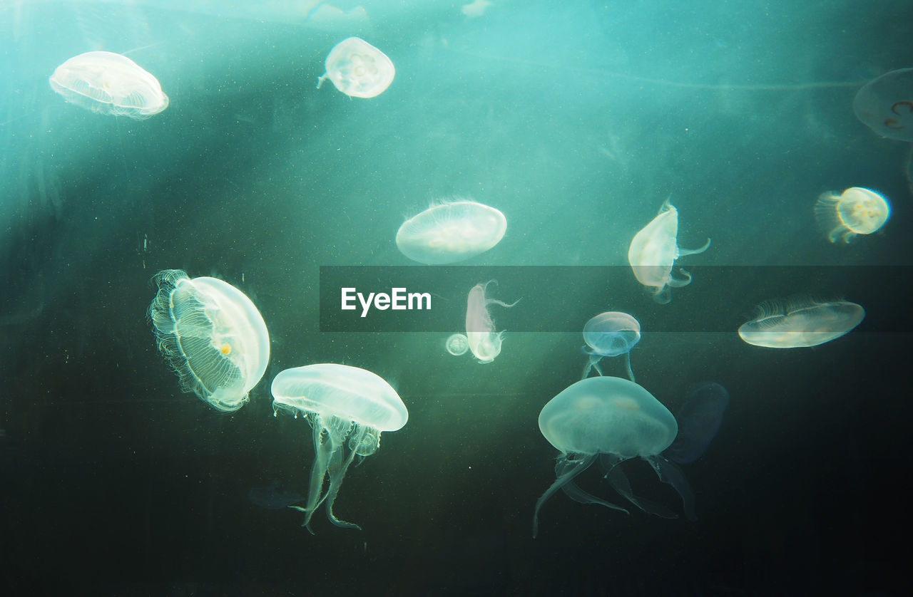 Movement of jellyfish, the amazing creatures of the underwater world 