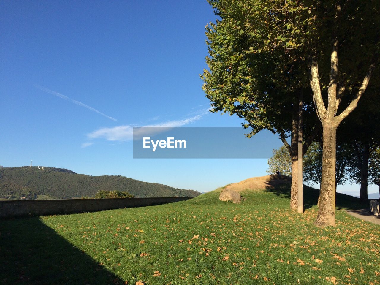 TREES ON FIELD