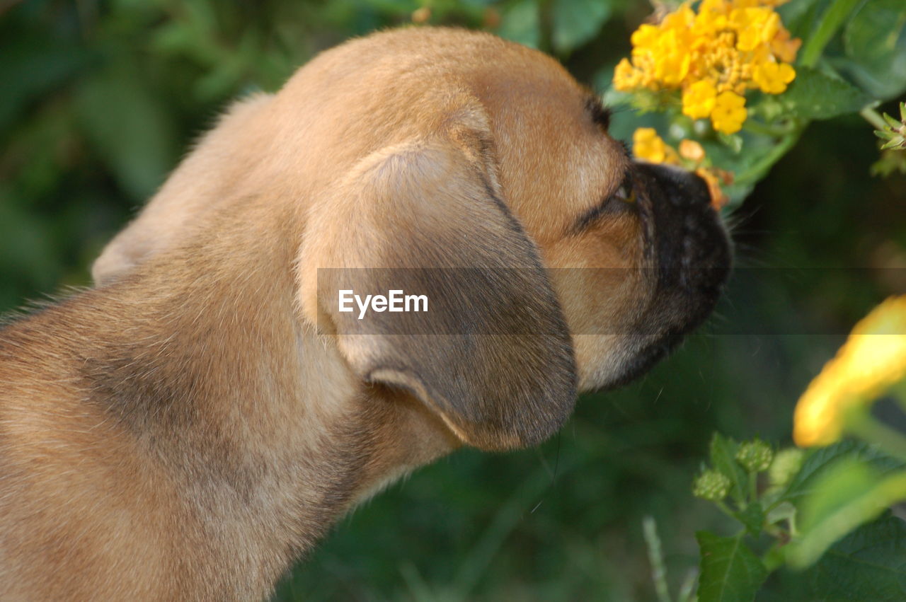 Close-up of puppy smelling flowers