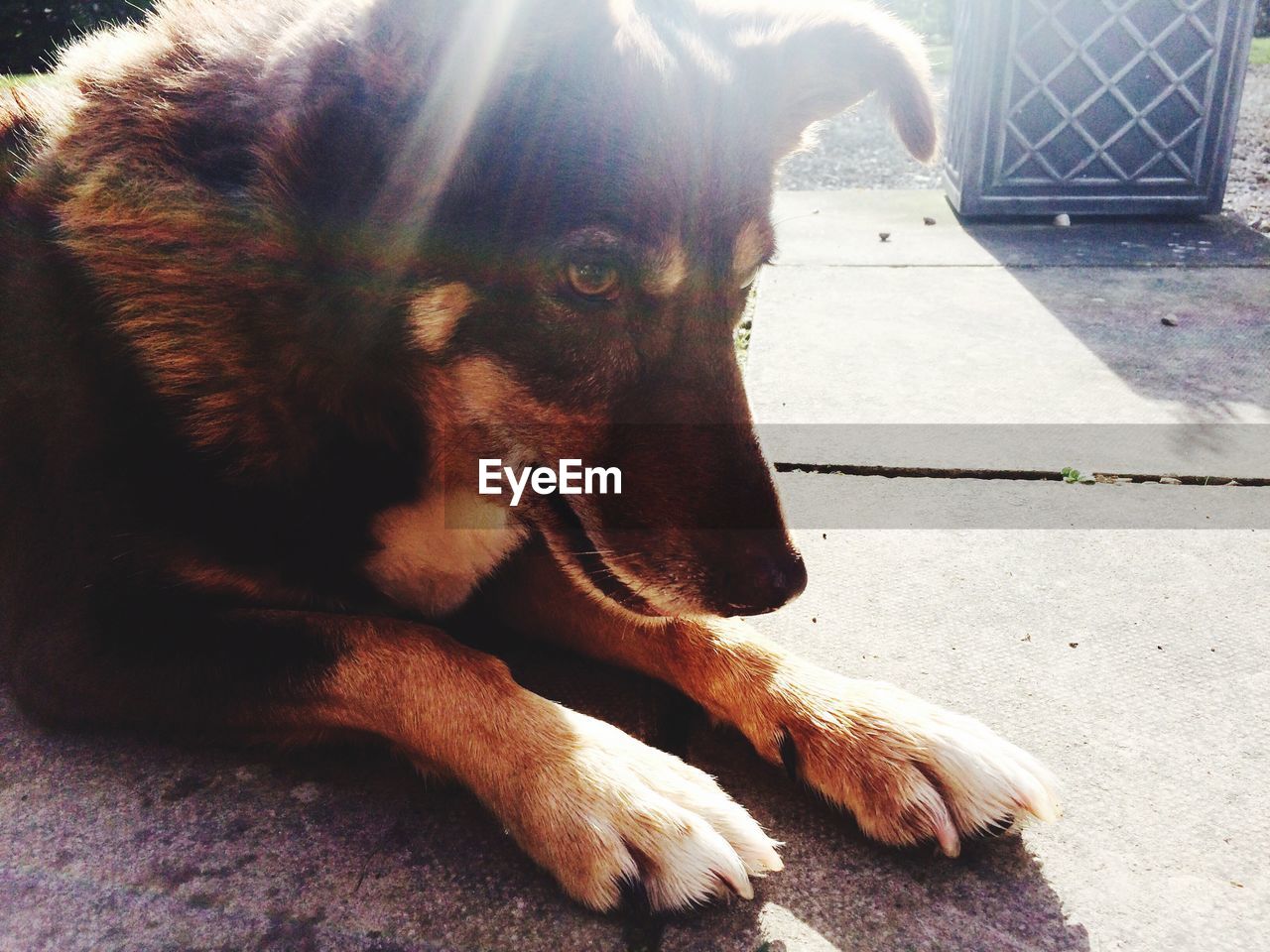 Close-up of dog sitting on floor