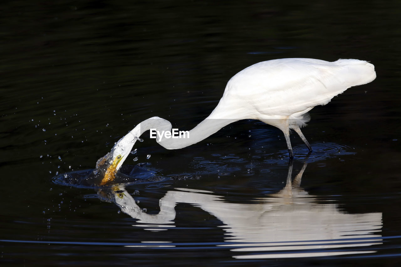 Egret in lake