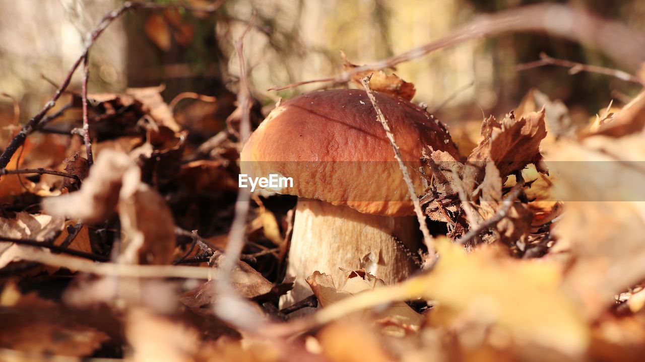 Close-up of dry leaves on mushroom 