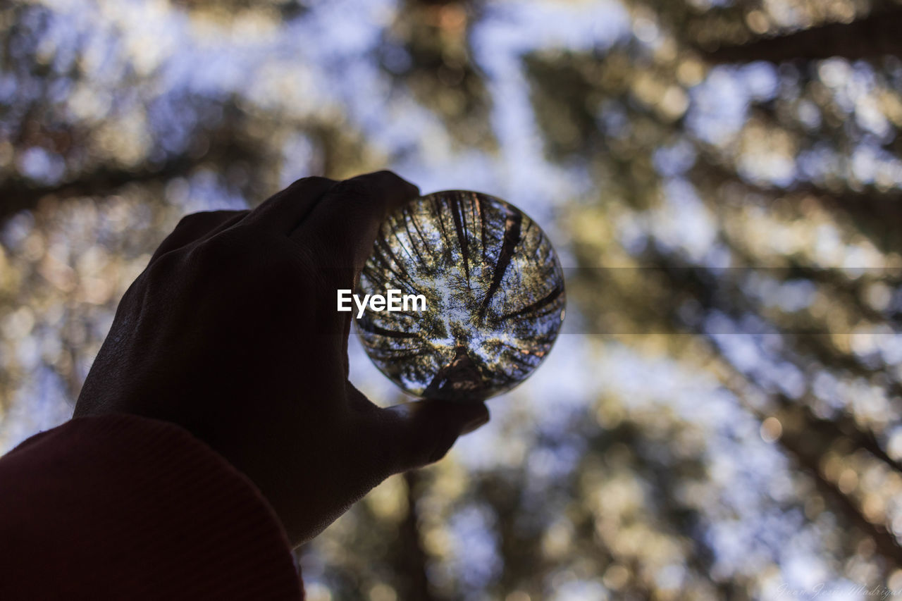 Cropped hand holding crystal ball against trees