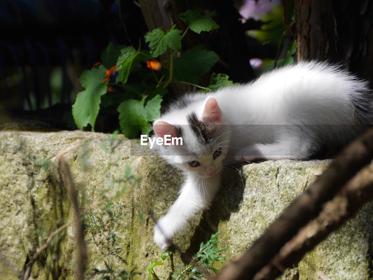 White kitten on retaining wall in back yard