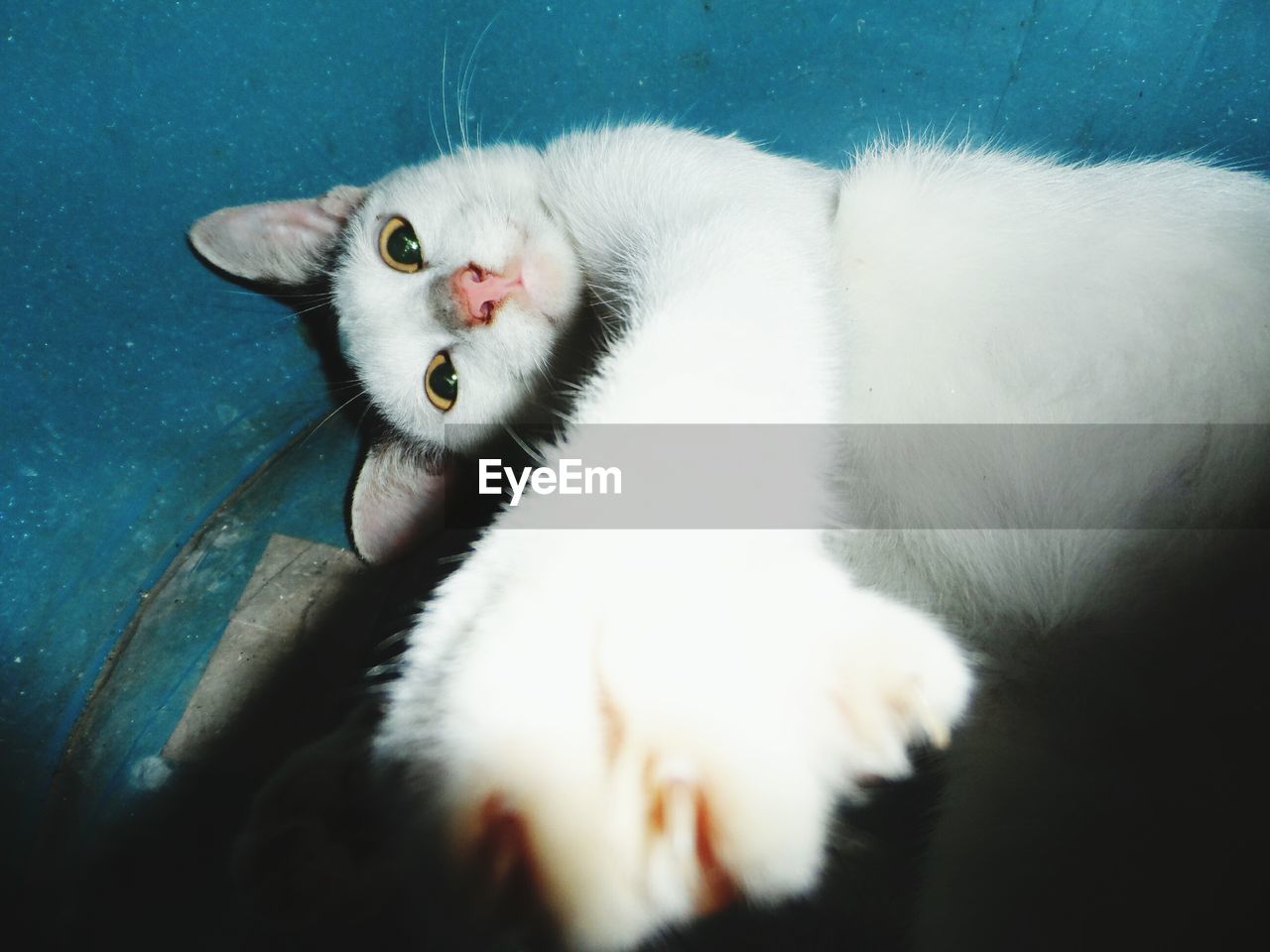 HIGH ANGLE PORTRAIT OF A CAT LYING ON FLOOR