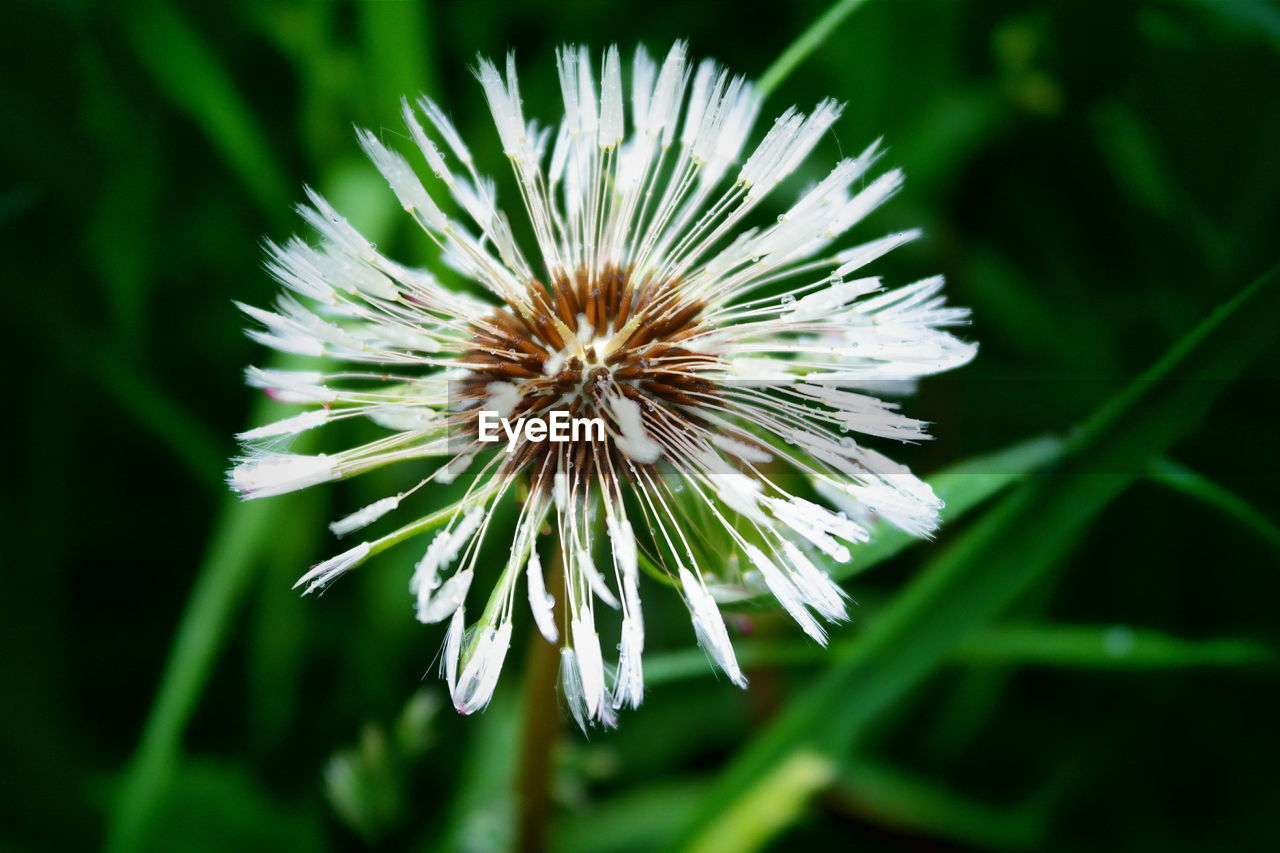 Close-up of flowers