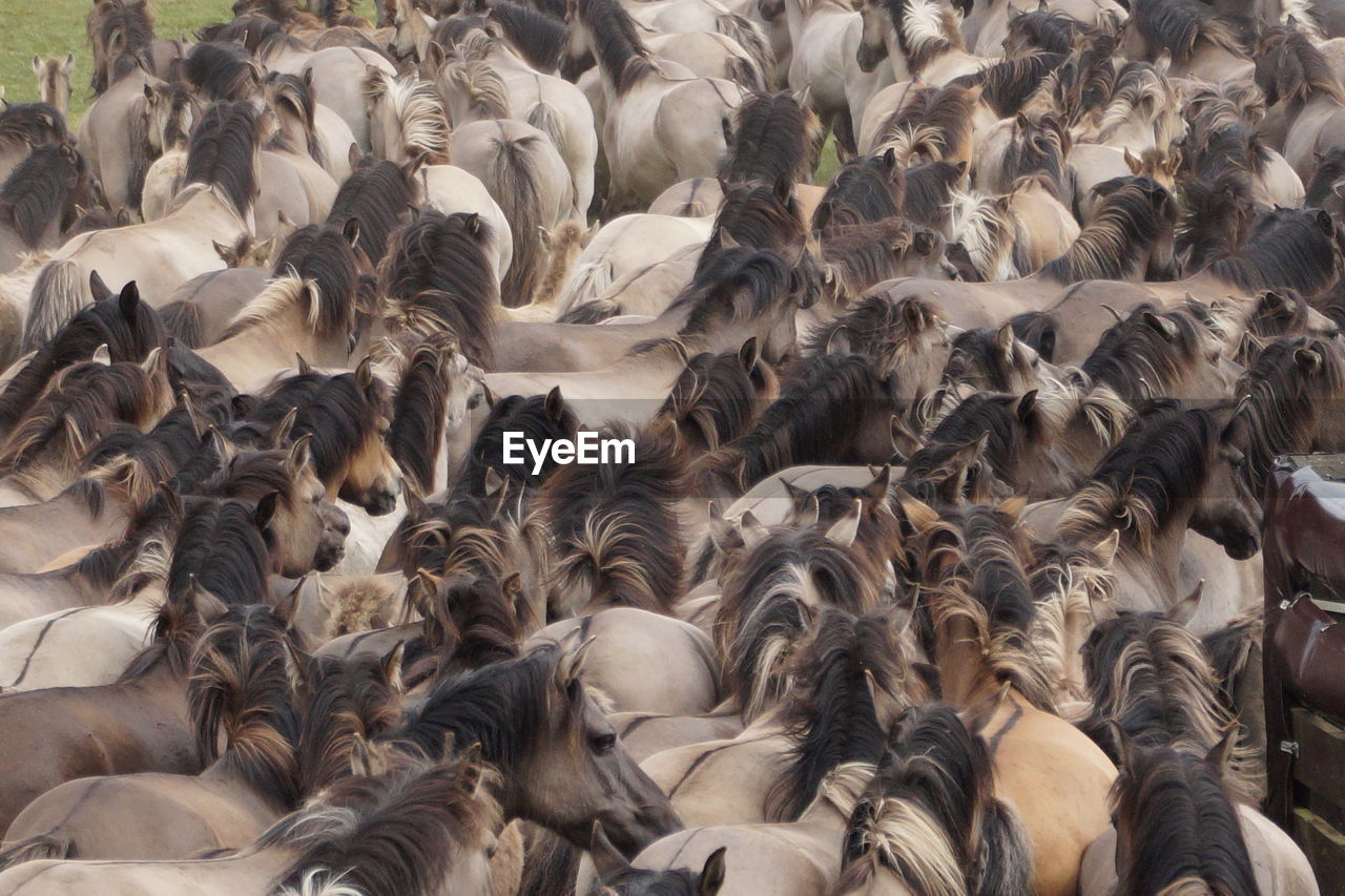 Full frame shot of horses