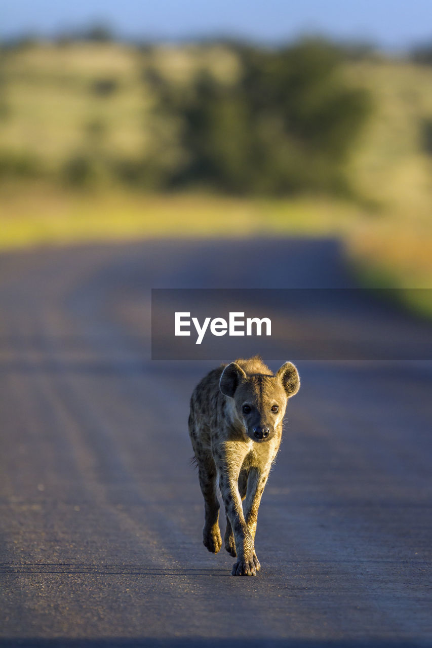 Hyena on road at national park