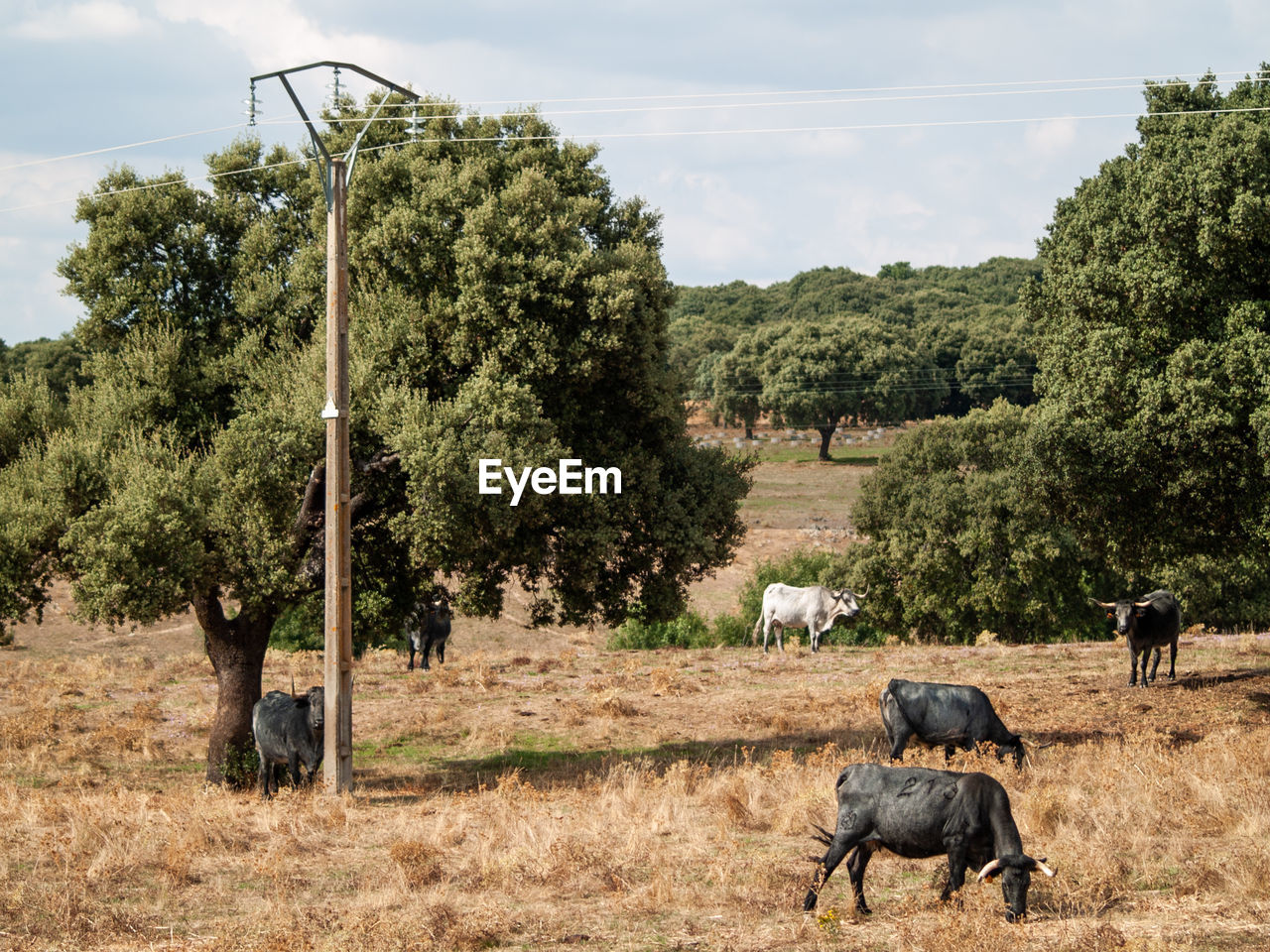 VIEW OF SHEEP ON LANDSCAPE