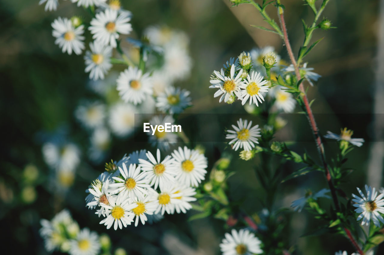 Close-up of white daisy flowers