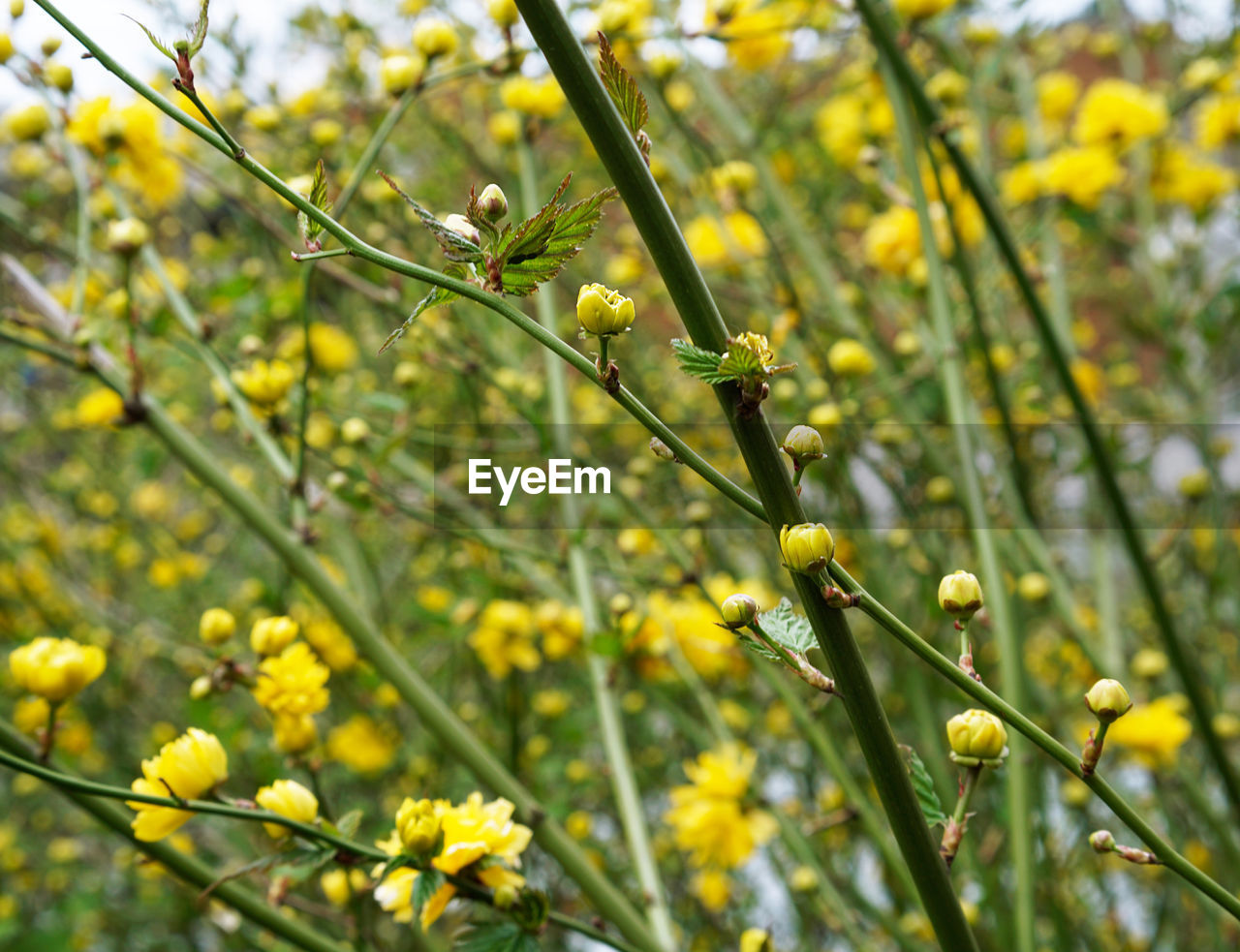 CLOSE-UP OF YELLOW FLOWER