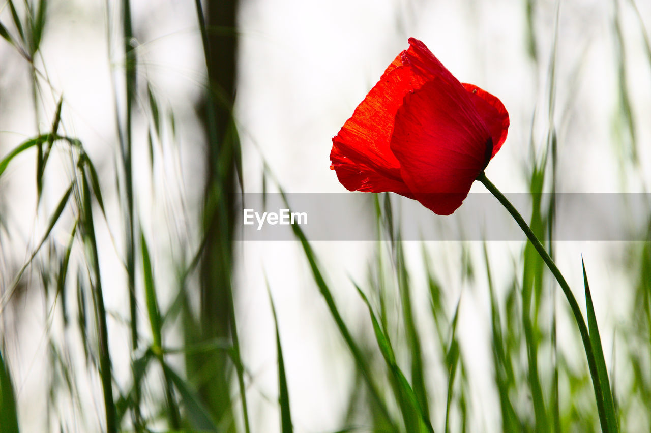 Close-up of red poppy flower on field