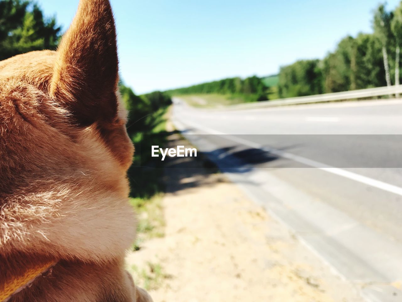 CLOSE-UP OF DOG ON ROAD