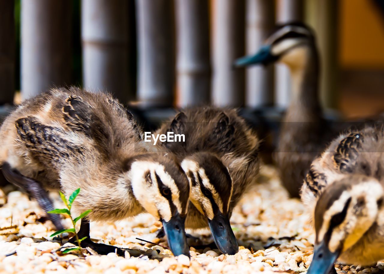 CLOSE-UP OF YOUNG BIRDS ON FLOOR