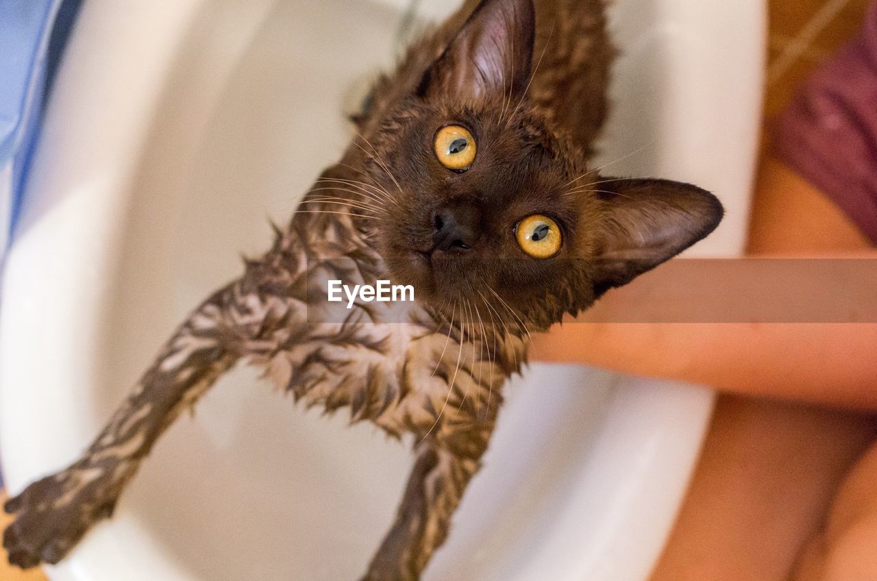 High angle view of person washing cat at home