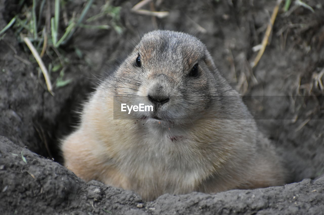 Close-up of prairie dog on field