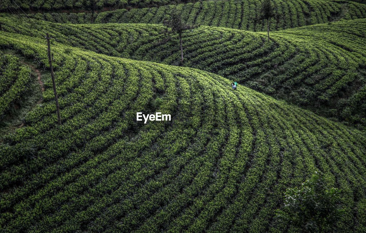 Scenic view of tea field