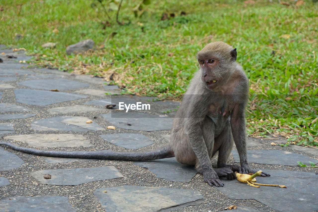 MONKEY ON STONE