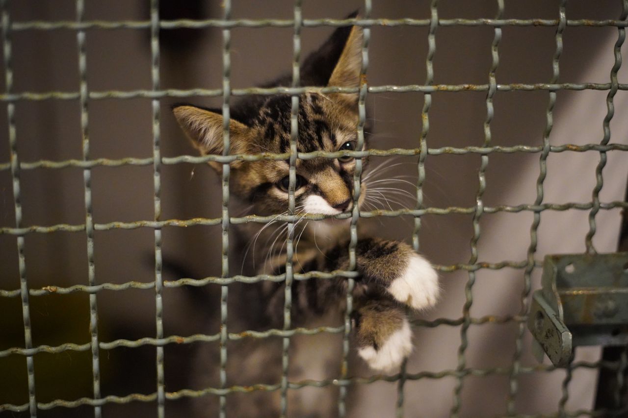 Cats rescued at the veterinary clinic waiting to be adopted by a family